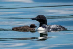 WWVJQNRR CabinFauna Summer2020 931 1024x683 1