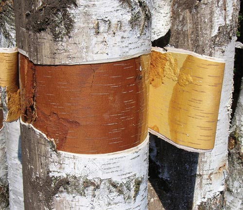 Fun With Bark- MacRostie Art Cneter- Grand Rapids, MN