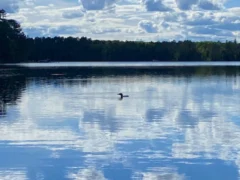 IMG 5319WP
