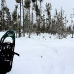 sna forest peatland winter