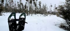 sna forest peatland winter