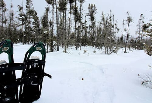 sna forest peatland winter