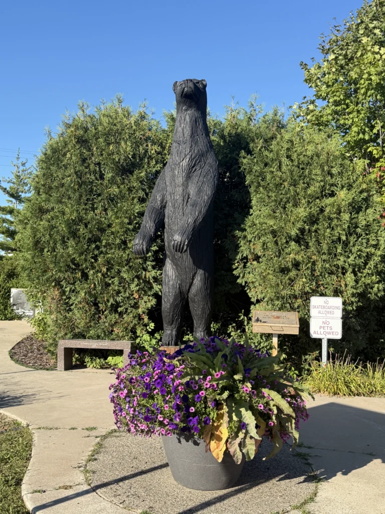 Black Bear in Northome, MN